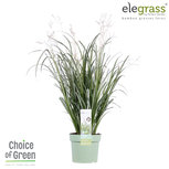 Chlorophytum saundersiae Starlight(CHSASTAR19) Chlorophytum saundersiae Starlight(CHSASTAR19)