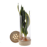 Sanserveria in Cylinderglas + Led(PNLCLI12-CYLLED) Sanserveria in Cylinderglas + Led(PNLCLI12-CYLLED)