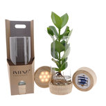 Clusia in cylinderglas + Led(PNLCLU12-CYLLED) Clusia in cylinderglas + Led(PNLCLU12-CYLLED)