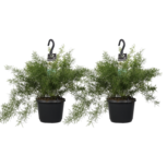 Decorum Duo Asparagus densiflorus 'Sprengeri'(Decorum Duo Asparagus densiflorus 'Sprengeri') Decorum Duo Asparagus densiflorus 'Sprengeri'(Decorum Duo Asparagus densiflorus 'Sprengeri')