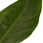 Decorum Philodendron Imperial Green Feel Green met Elho B.for soft antracite(640256) Decorum Philodendron Imperial Green Feel Green met Elho B.for soft antracite(640256)
