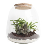 Ecosysteem ‘Dragon Tail’ met verlichting() Ecosysteem ‘Dragon Tail’ met verlichting()