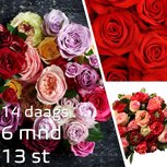 ABONNEMENT 6 maanden - Elke 14 dagen een bezorging - Telkens een andere combinatie van romantische rozen - 13 leveringen ABONNEMENT 6 maanden - Elke 14 dagen een bezorging - Telkens een andere combinatie van romantische rozen - 13 leveringen
